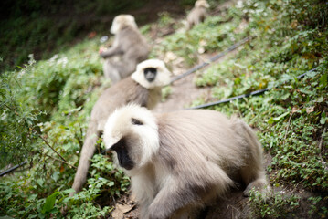 Southern Plains Langur Feeding on Fresh Fruit