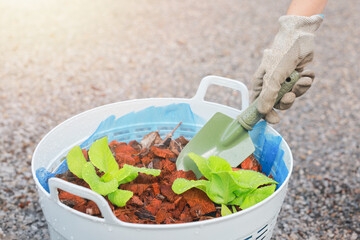 Hand with glove using small shovel planting green lettuce seedlings in pot, organic farming, gardening, healthy food, agriculture and eco sustainable lifestyle concept.