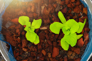 Fresh green lettuce seedling growing in pot with water drops on leaves, organic vegetable, healthy...