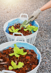 Hand with glove using small shovel planting green lettuce seedlings in pot, organic farming, gardening, healthy food, agriculture and eco sustainable lifestyle concept.