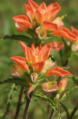 Texas Indian paintbrush Wildflowers Growing In Rural East Texas