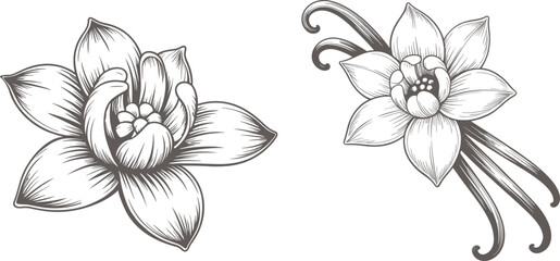  Set vanilla bean, vector illustration.