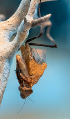 The mantis, resembling a dead leaf, has brown, textured wings mimicking natural leaf veins. Its body is elongated with pronounced camouflage, aiding in blending with its environment.
