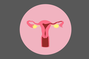 uterus