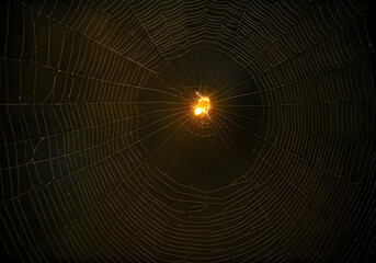 Naklejka premium Intricate Spiderweb Illuminated by Golden Light with a Spider at Its Center, Creating a Striking Visual Contrast