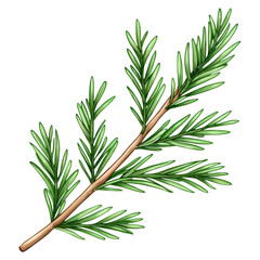 Fototapeta premium Realistic and Detailed Illustration of a Green Pine Needle Sprig with Branch for Nature and Botanical Use, isolated on transparent background.