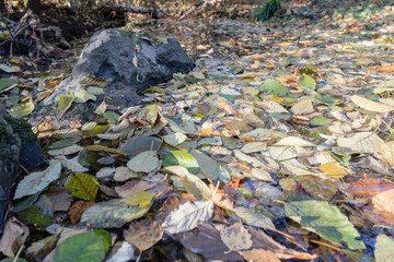 autumn leaves cover a creek