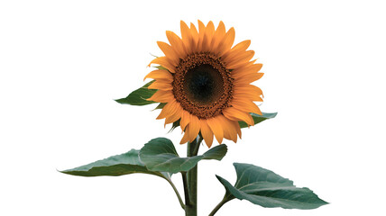 Fototapeta premium Single Vibrant Yellow Sunflower with Green Leaves Isolated on White Background for Floral Design and Summer Concepts