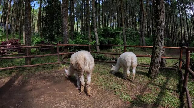 Sheeep in the meadow