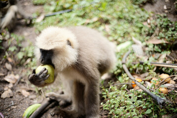 Semnopithecus dussumieri Feeding in Natural Habitat
