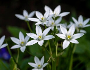 Fototapeta premium Close-up of delicate white flowers