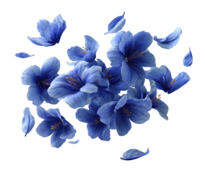 Cluster of Blue Hibiscus Flowers and Petals Floating on Black bloom isolated on a transparent background