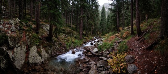 Obraz premium Forested mountain stream