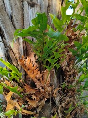 Ferns growing on a tree trunk in natural sunlight.