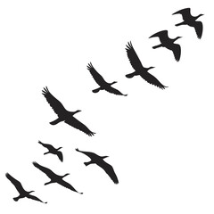 A flock of birds in silhouette flies across a white background creating a sense of freedom and migration