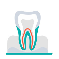 Tooth cross section.