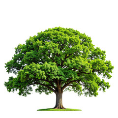  Lush Green Oak Tree with Full Canopy, isolated on transparent background