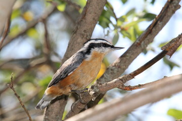 Red Breasted Nuthatch