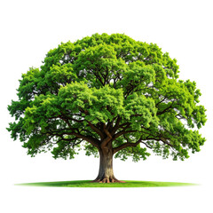  Lush Green Oak Tree with Full Canopy, isolated on transparent background&rdquo;