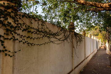 Long white wall with climbing ivy spreading across its surface, shaded by trees, with dry leaves...
