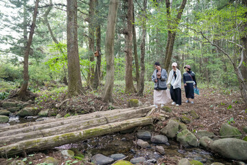 A group of people are walking through a forest, with a large log in the middle of the path. Scene is peaceful and serene, as the group of people seem to be enjoying their time in nature