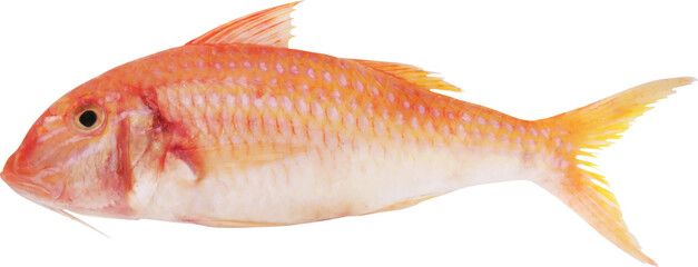 Red Mullet Isolated On Transparent Background