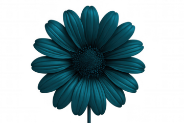 Teal daisy flower blossoming, showcasing delicate petals against transparent backdrop with vivid botanical color