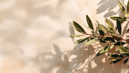 Olive branch shadows on a light beige surface