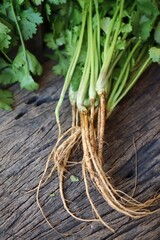 Coriander herb on wood background