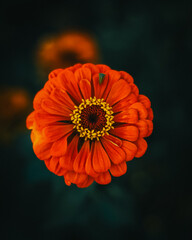 orange gerber daisy