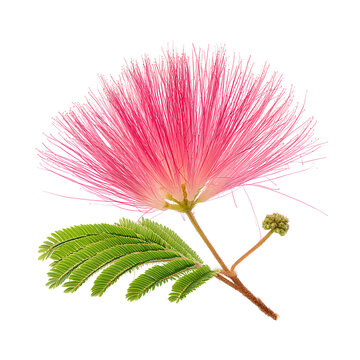 Elegant pink silk tree blossom against a stark black backdrop displaying delicacy