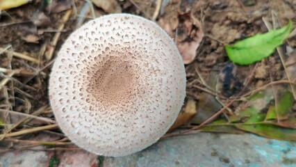Jasmine flower on Lactarius mushroom