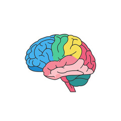 Colorful Human Brain Anatomy Illustration with Distinct Lobes