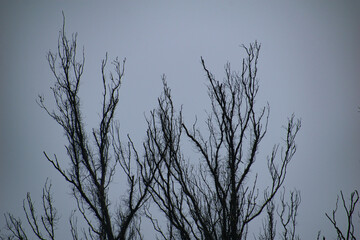 Dancing silhouettes: bare branches paint stories in the sky.