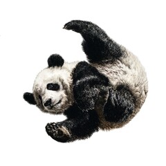 panda, somersault, longshot, white background