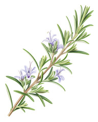 Fototapeta premium Rosemary Botanical Elegance: This image showcases a sprig of rosemary in delicate watercolor artistry, capturing the essence of botanical grace and herbal freshness. 