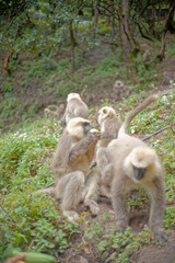 Close-Up of Human Langur Monkey in the Wild