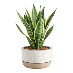 Snake Plant in a Modern Ceramic Pot: A striking snake plant, with its vibrant green and yellow striped leaves, thrives in a contemporary ceramic pot, creating a stylish, fresh indoor feel. 