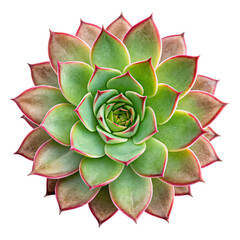 Echeveria Rosette: A vibrant, top-down view showcases an exquisitely detailed succulent rosette, its fleshy leaves forming a perfect, symmetrical spiral, capturing nature's intricate beauty.