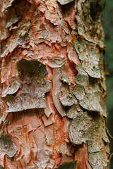 Texture of pine bark. Tree or pine in the forest. Background of tree bark