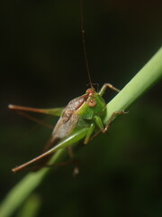 grasshopper on a leaf