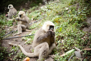Primate Holding and Eating Fruit Outdoors