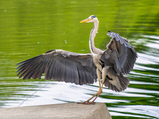 水辺のアオサギ,