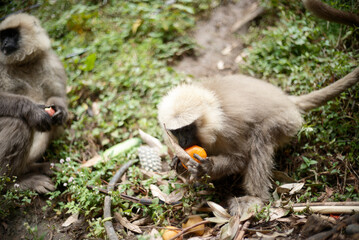 Wildlife Photography of Monkey Eating in Forest