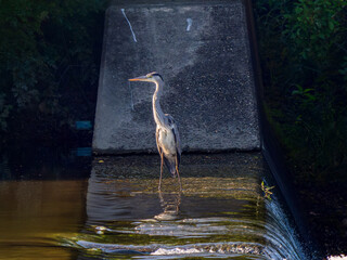水辺のアオサギ,