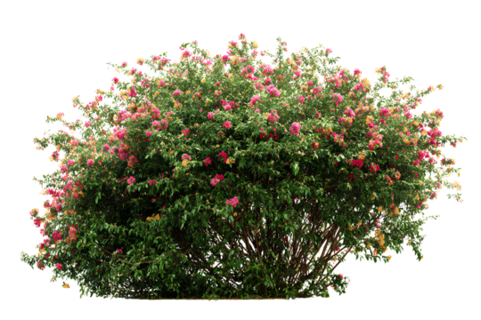 Blooming garden bush with colorful flowers, isolated on a transparent background. 