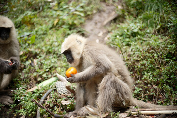 Gray Langur Monkey Eating Fruit in the Wild
