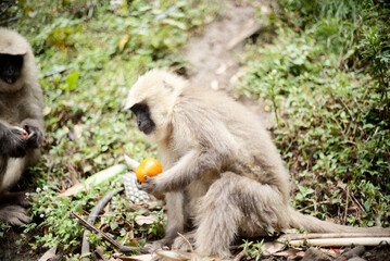 Close-Up of Human Langur Monkey in the Wild