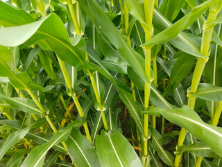 Close-up view of green maize plants growing in a field with fresh and healthy corn leaves