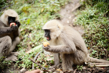 Semnopithecus dussumieri Feeding in Natural Habitat